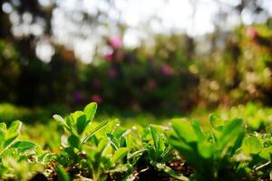 Dew drop on foliage seedling young tree and plants on soil with golden light shining through in tropical forest. Copy space photo