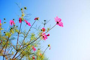 Blooming pink cosmos flowers and pollen in a meadow of wildflower with blue sky in sunny bright day on summer vibes. Copy space photo