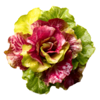 A vibrant arrangement of different green and red lettuce leaves creating a visually appealing and nutritious serving of fresh produce png