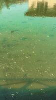 The Water Surface Reflects Pollution with Debris Floating on Top, a Disturbing Sight to See video