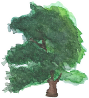 Tree with thick branches is painted by hands with watercolor in real fine art style png