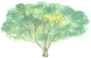 Tree with wide branches is painted by hands with watercolor in real fine art style png