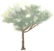 Tree with high trunk is painted by hands with watercolor in real fine art style png