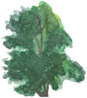 Tree with random branches is painted by hands with watercolor in real fine art style png