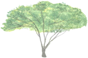 Tree with three separated trunks is painted by hands with watercolor in real fine art style png