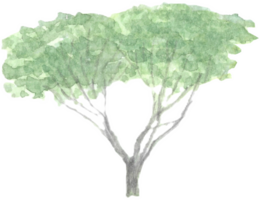 Tree with two separated trunks is painted by hands with watercolor in real fine art style png