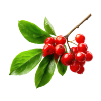 Red berries and green leaves close up botanical plant photography on transparent background png