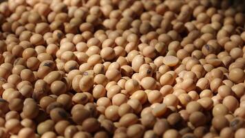 soy beans are piled up in a pile, soy beans video
