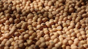 soy beans are piled up in a large pile, soybeans seed video