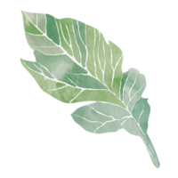 Watercolor stylized illustration of a green leaf, without a background. Abstract clipart for creating interior design, tableware prints, magazine covers, or grocery packages. Element for web design. png