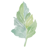 Watercolor stylized illustration of a green tree leaf, without background. Abstract clipart for creating interior design, tableware prints, magazine covers, or grocery packages. Element for web design png
