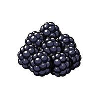 Heap of stylized blackberries with bold outlines against white background vector
