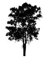 tree silhouette on a transparent background.tree cut out high quality for advertising design and graphic decoration, Nature element single object png