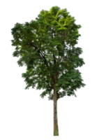 isolated single tree with clipping path on transparent background, high resolution. png