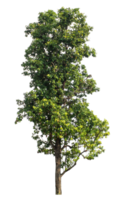 isolated single tree with clipping path on transparent background. png