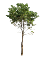 single tree on transparent picture background,Tree isolated on transparent background with clipping path, Realistic with shadow environment png
