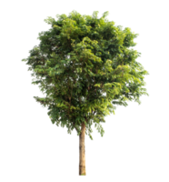 Tree isolated on transparent background with clipping path, Realistic with shadow environment. png