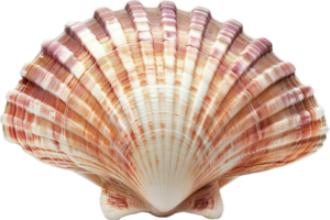 Colorful Scallop Shell Displaying Intricate Patterns and Textures png