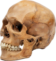 Realistic Human Skull Side View for Educational and Artistic Use png