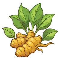 Ginger root clipart isolated on white background vector