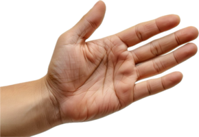 Open Hand Gesture with Palm Showing on Isolated Background png