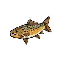 Illustrated brown trout swimming isolated on a white background vector