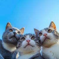 Selfie close-up of happy cats enjoying a sunny day together in a joyful atmosphere photo