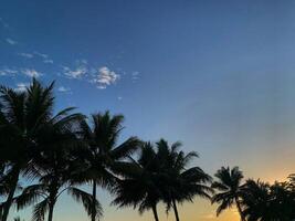 Sunset view on the beach with coconut trees photo
