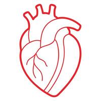 illustration of a simple red outline anatomy of the human heart on white vector