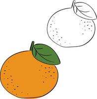 Oranges mandarin fruits with leave isolated on transparent background. graphic line ink illustration. modern botanical illustration. Design for pattern, poster, card, fabric, banner, cover. vector