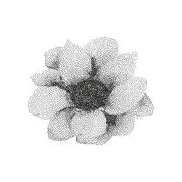 A black and white flower is shown in a dot pattern vector