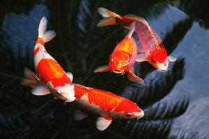 Vibrant koi fish swim in a pond, creating a beautiful display of color and movement. photo
