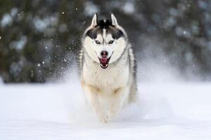 A happy husky dog runs through the snow in a winter wonderland. photo