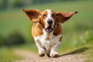 A happy basset hound runs joyfully towards the camera on a sunny day with ears flying. photo