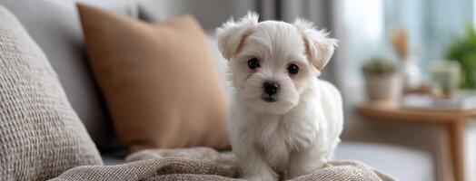 A small white dog sitting on a couch photo