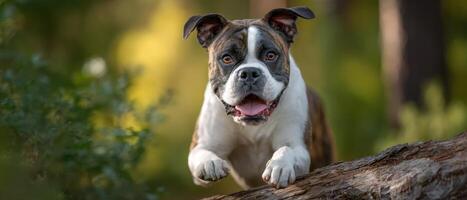 Boxer dog jumping over log in sunlit park action photography nature environment photo