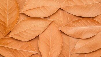 Dried leaf outline patterns earthy tones nature background close-up view minimalist concept photo