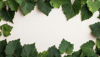 Natural climbing vine leaves arrangement copy space on neutral background elegant design photo
