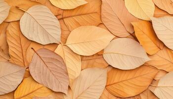 Elegant dried leaves pattern nature image collection earthy tones top view aesthetic design photo