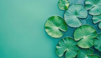 Floating lotus leaves on tranquil water nature scene peaceful environment aerial view photo