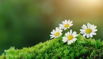 Moss texture with tiny wildflowers nature close-up photography soft background serenity photo