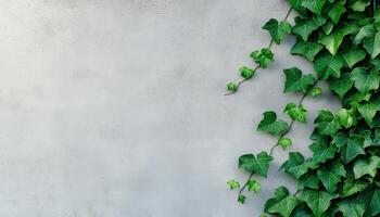 Ivy vines growing along modern wall minimalist design urban environment close-up view photo