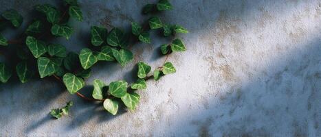 Morning light illuminates green ivy crawling on concrete wall in urban environment photo