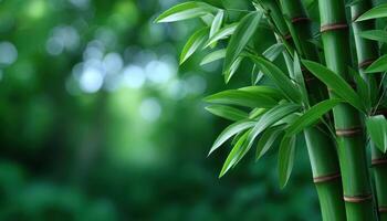 Tranquil bamboo forest scene nature photography shallow depth of field minimalist view photo