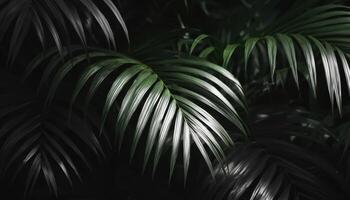 Layered jungle leaves closeup with light contrast nature photography greenery interior view photo