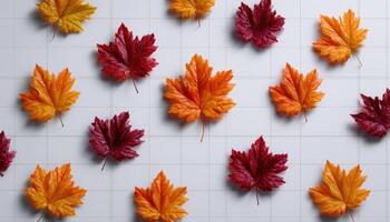 Autumn scene maple leaves scattered on design grid vibrant colors studio setting photo