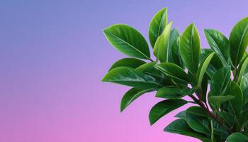Gradient-lit overlapping leaves nature scene copy space calming environment close-up view photo
