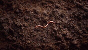 Natural earthworm habitat fertile soil texture close-up rich environment macro photography photo