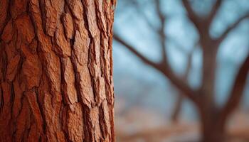 Textured tree bark close-up in nature soft tones and colors tranquil environment photo
