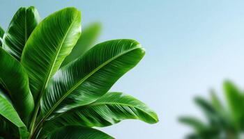 Dynamic banana leaves pattern in soft motion blur tropical environment nature photography photo